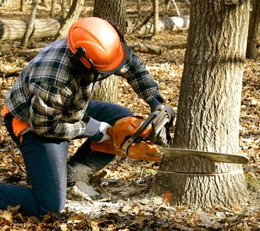 Tree Removal in Stockbridge, VT